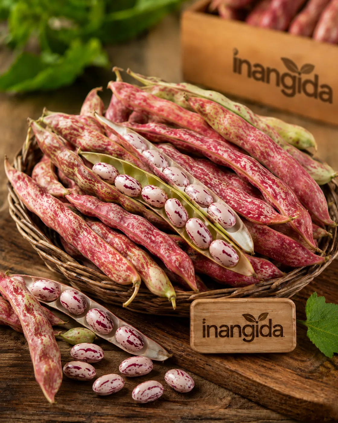 Taze Barbunya